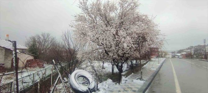 Yozgat’ta Çiçek Açan Erik Ağacı Kar Altında Kaldı