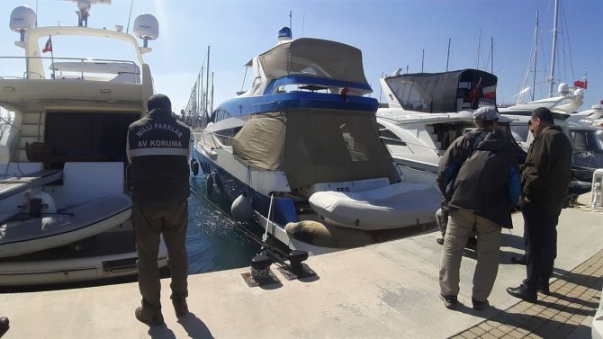 Nesli Tükenme Tehlikesi Altında Olan Akdeniz Foku Tekneye Sığındı
