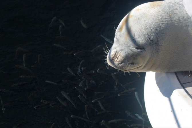Nesli Tükenme Tehlikesi Altında Olan Akdeniz Foku Tekneye Sığındı