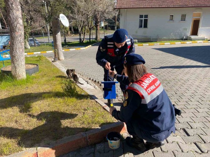 Jandarmadan Ormandaki Kuşlara Yuva
