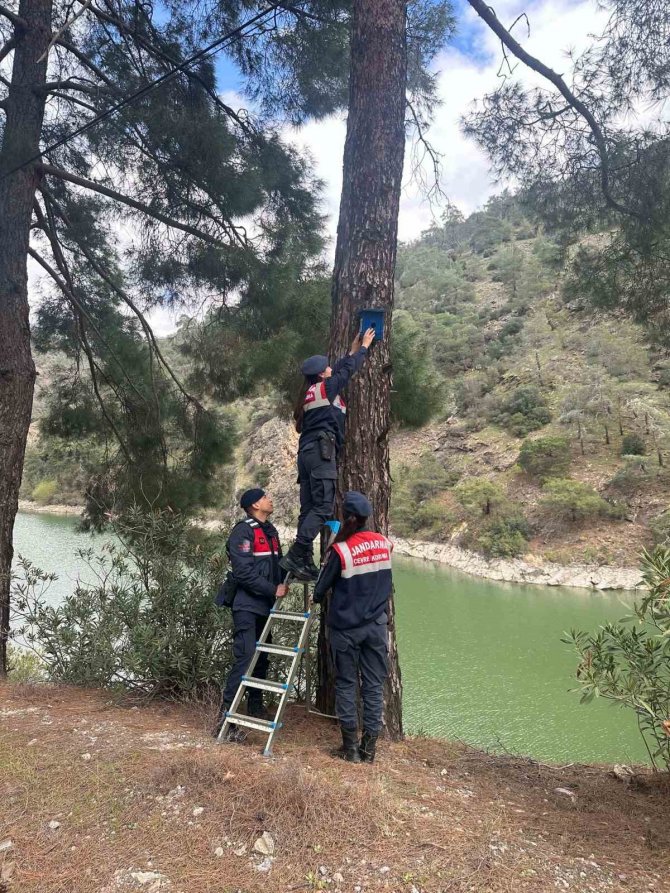 Jandarmadan Ormandaki Kuşlara Yuva