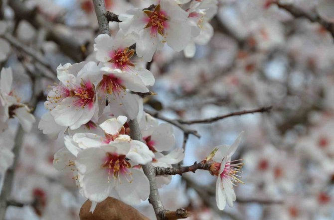 Güneşe Aldanan Badem Ağaçları Erken Çiçek Açtı