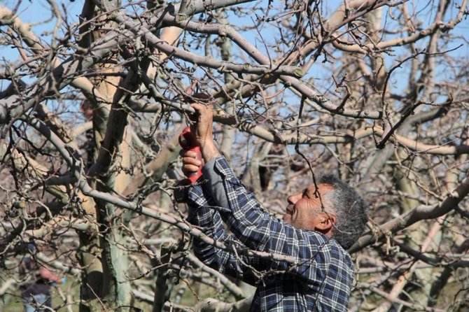 Eğirdir’de Elma Bahçelerinde Budama Sezonu Başladı