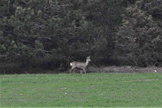Hava Sıcakları Yükselince Geyikler Köylere Kadar İndi