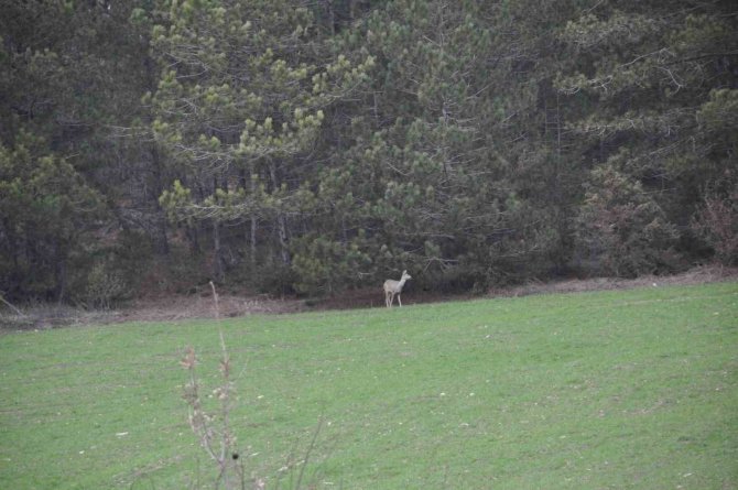 Hava Sıcakları Yükselince Geyikler Köylere Kadar İndi