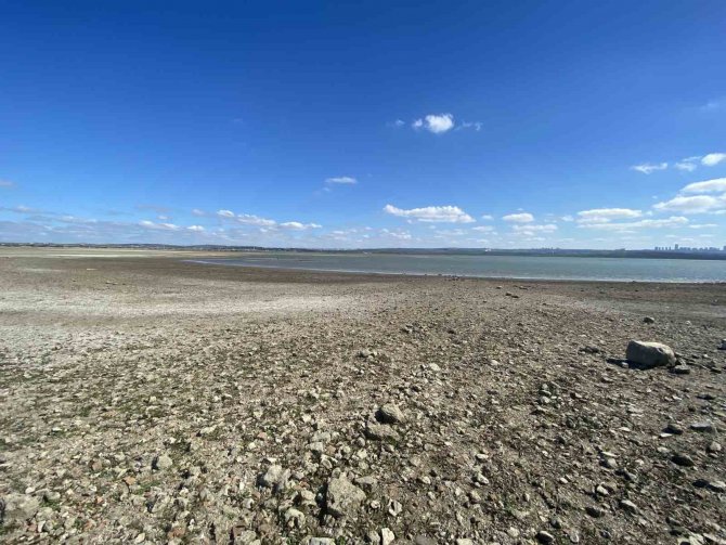 Büyükçekmece Baraj Gölü Çekildi, Balıkların Olduğu Yerde Koyunlar Otluyor