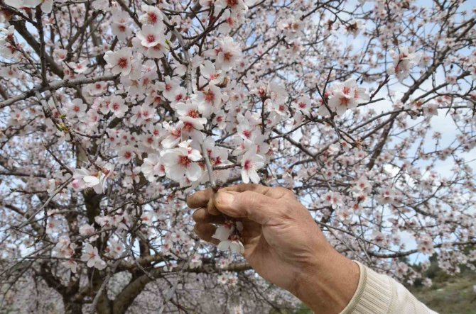 Güneşe Aldanan Badem Ağaçları Erken Çiçek Açtı