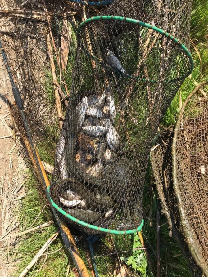 Didim’de Sahipsiz Gergi Ağları Ekipler Tarafından Toplandı