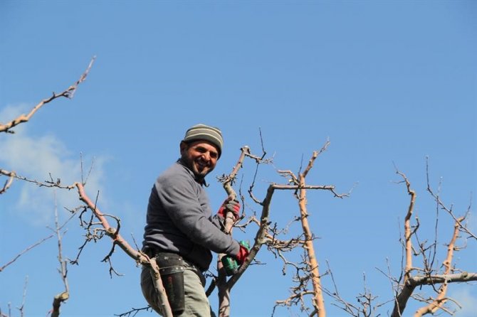 Eğirdir’de Elma Bahçelerinde Budama Sezonu Başladı