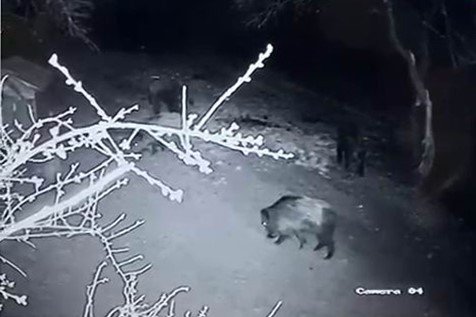 Aç Kalan Domuz Sürüsü Evin Bahçesine Girdi