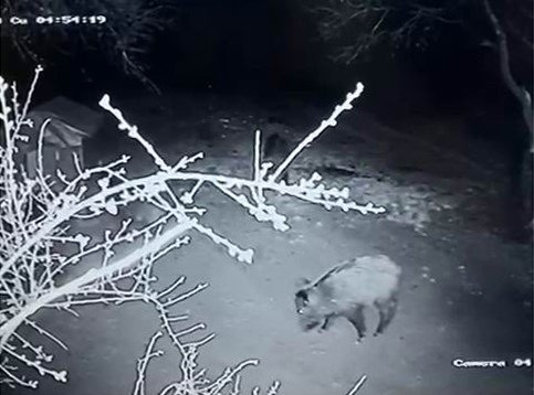 Aç Kalan Domuz Sürüsü Evin Bahçesine Girdi