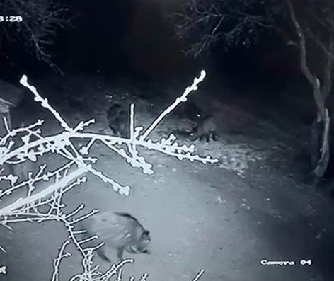 Aç Kalan Domuz Sürüsü Evin Bahçesine Girdi