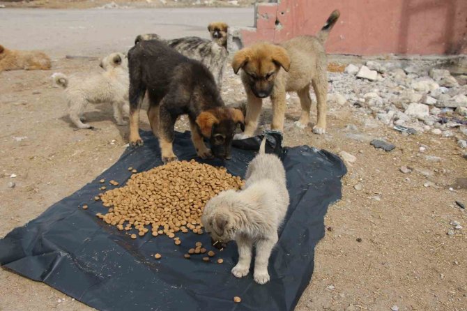 Erciş Belediyesi Sokak Hayvanlarını Unutmuyor