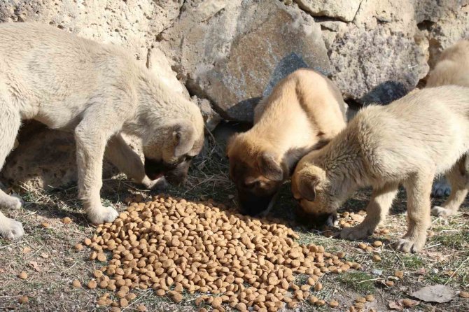 Erciş Belediyesi Sokak Hayvanlarını Unutmuyor