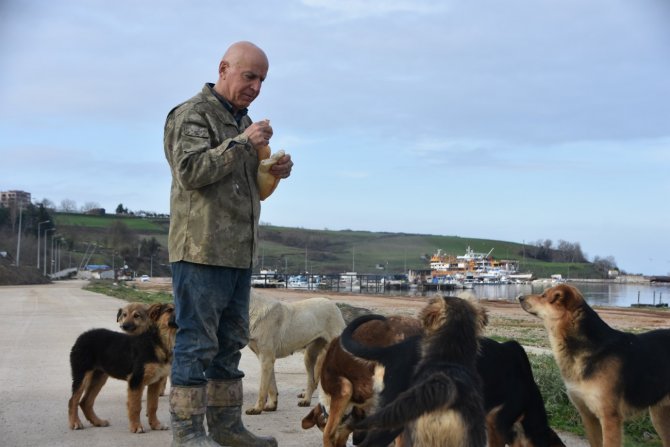 Sinop Demirci Köyü Limanı’nda Başıboş Köpek Sorunu