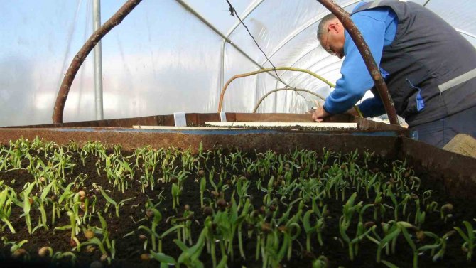 Türkiye’nin Ata Tohum Merkezi