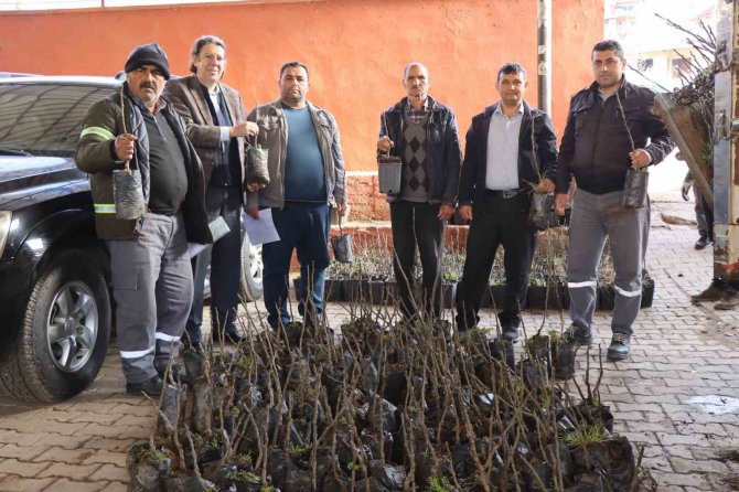 Nazilli’de 30 Bin İncir Fidanı Toprakla Buluşuyor