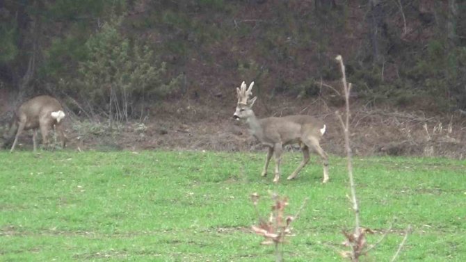 Hava Sıcakları Yükselince Geyikler Köylere Kadar İndi