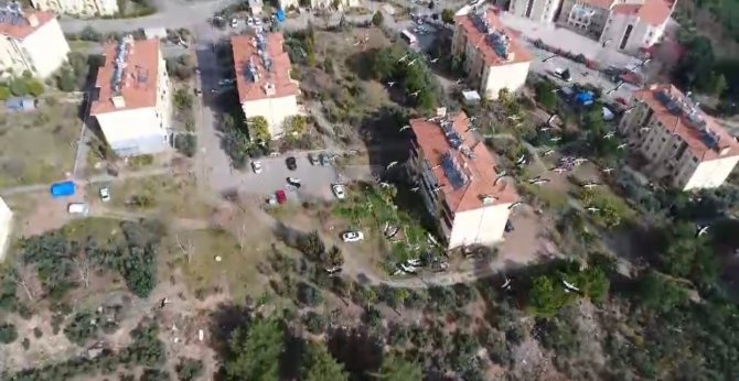 Osmaniye’de Leyleklerin Göçü Görüntülendi