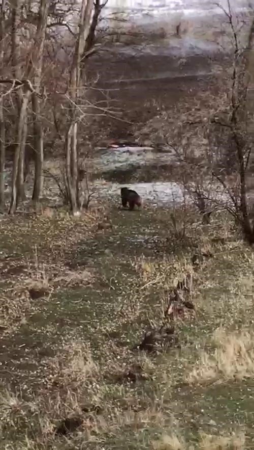 Aç Kalan Ayı Köy Yakınına Kadar İndi