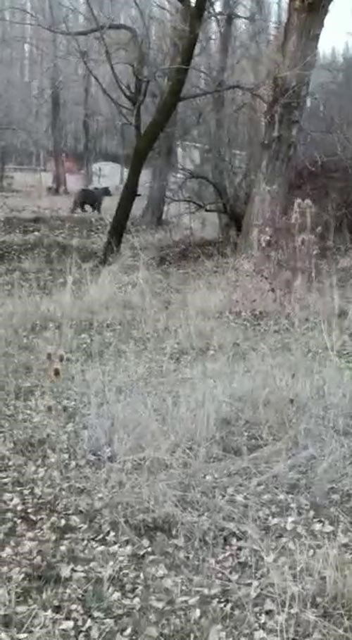 Aç Kalan Ayı Köy Yakınına Kadar İndi