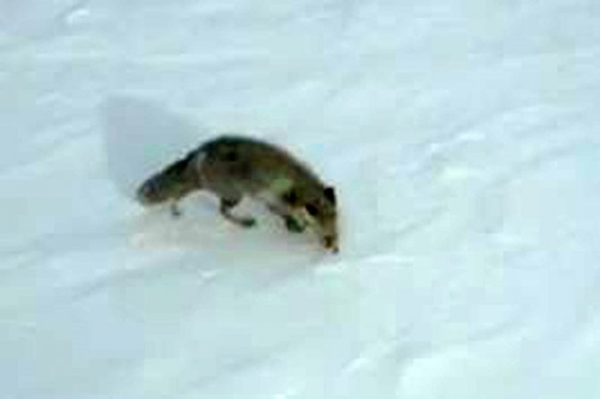 Ardahan’da Karda Yiyecek Arayan Tilki Havadan Görüntülendi