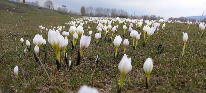 Bitlis’te Baharın Müjdecisi Kardelenler Açtı