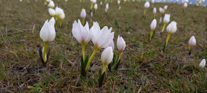 Bitlis’te Baharın Müjdecisi Kardelenler Açtı
