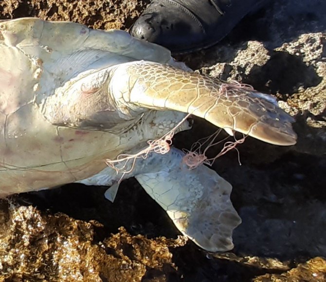 Didim’de Caretta Caretta Cinsi Deniz Kaplumbağası Ölü Bulundu