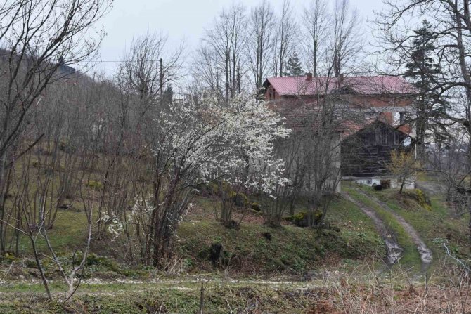 O Mahallede Hem Kış Hem Bahar Yaşanıyor