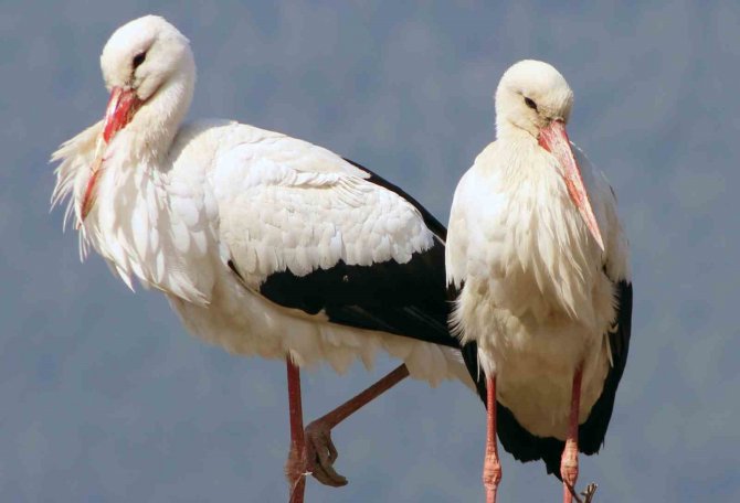 Gökova’nın Misafirleri Erken Geldi