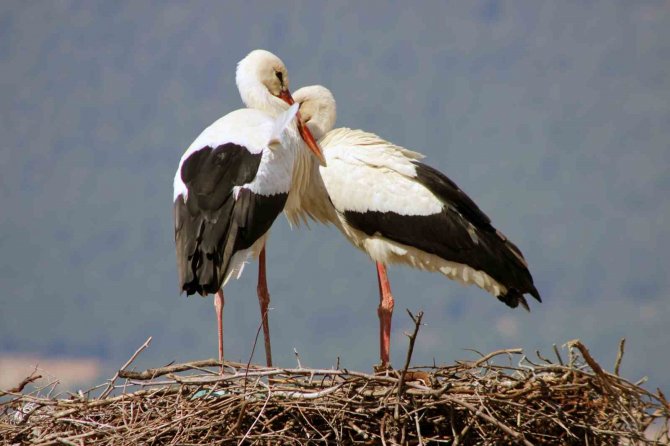 Gökova’nın Misafirleri Erken Geldi