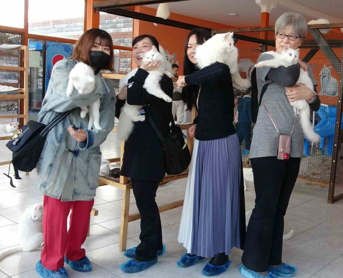 Japonlar Van Kedisine Hayran Kaldı