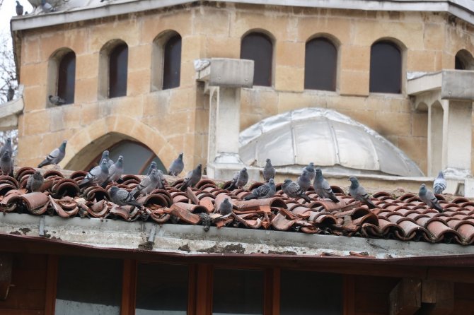 319 Yıllık Caminin Vefalı Kuşları Camiyi Terk Etmiyor