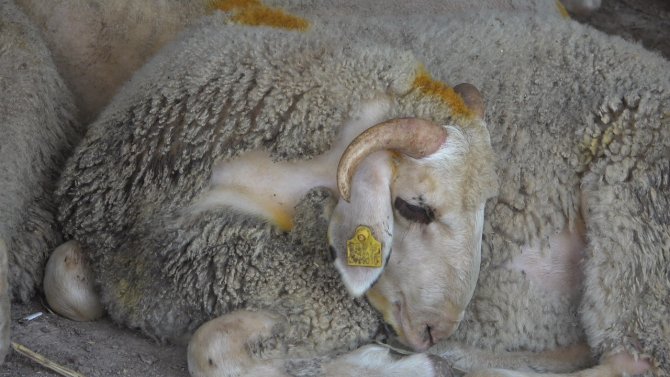 Trakya’da Şap Hastalığı Görülmüyor