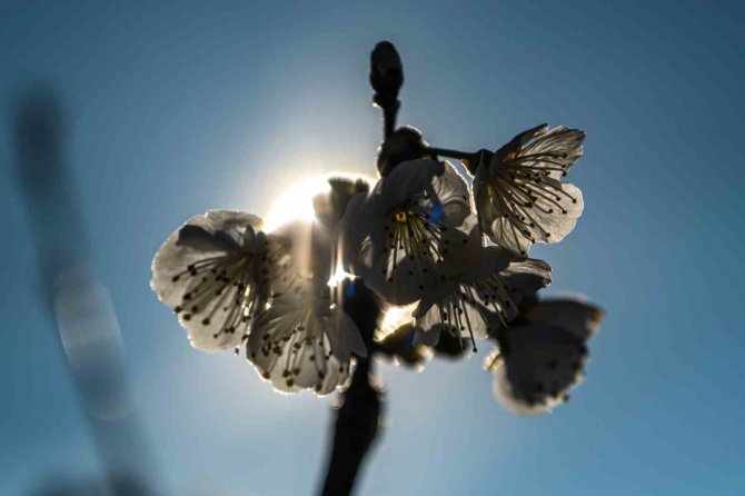 Manisa’dan Dünya Sofralarını Süsleyecek Kirazda Ağaçlar çiçek açtı