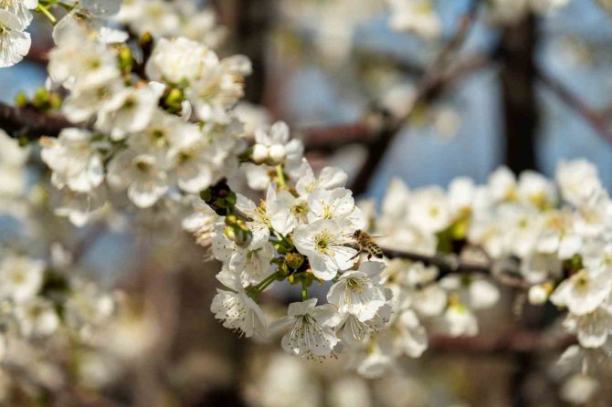 Manisa’dan Dünya Sofralarını Süsleyecek Kirazda Ağaçlar çiçek açtı
