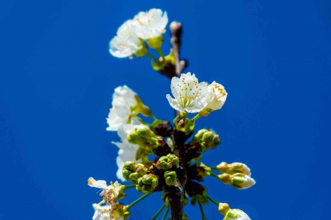 Manisa’dan Dünya Sofralarını Süsleyecek Kirazda Ağaçlar çiçek açtı