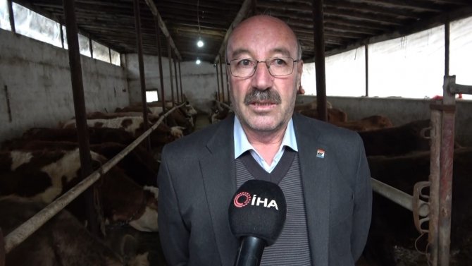 70 Bin Buzağıdan 1 Milyar Tl Gelir Bekleniyor