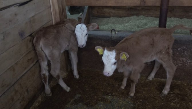 70 Bin Buzağıdan 1 Milyar Tl Gelir Bekleniyor