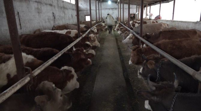 70 Bin Buzağıdan 1 Milyar Tl Gelir Bekleniyor