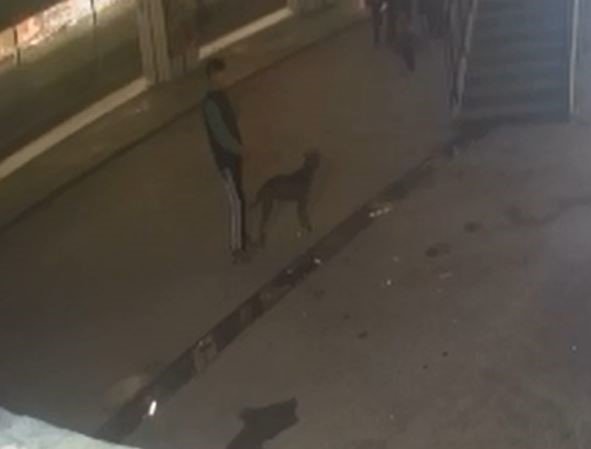 Pitbull 13 Yaşındaki Çocuğa Saldırdı