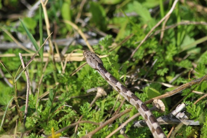 Kedi Gözlü Yılan, Ezilmekten Kurtuldu