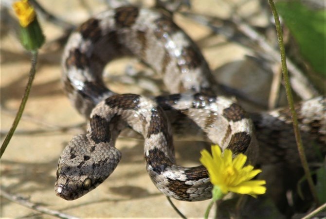 Kedi Gözlü Yılan, Ezilmekten Kurtuldu