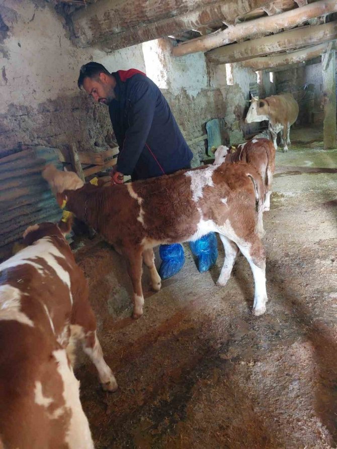 Elazığ’da Şap Hastalığına Karşı 59 Bin 800 Hayvan Aşılandı