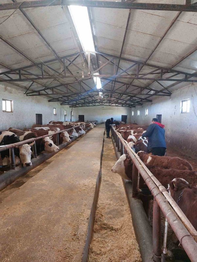 Elazığ’da Şap Hastalığına Karşı 59 Bin 800 Hayvan Aşılandı