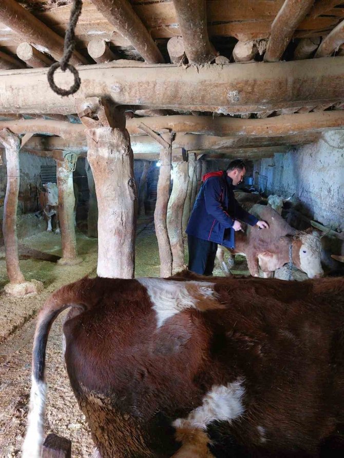 Elazığ’da Şap Hastalığına Karşı 59 Bin 800 Hayvan Aşılandı