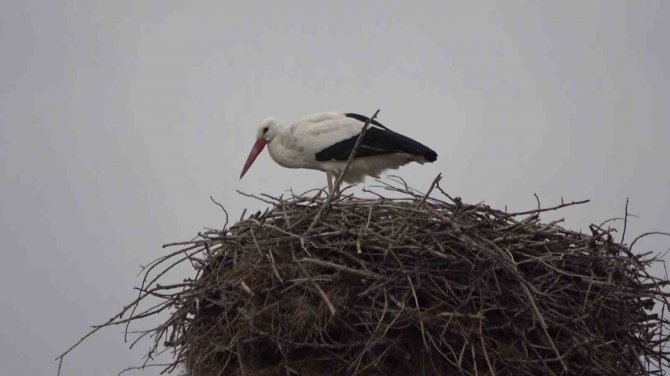 Leyleklerin Kafası Karıştı