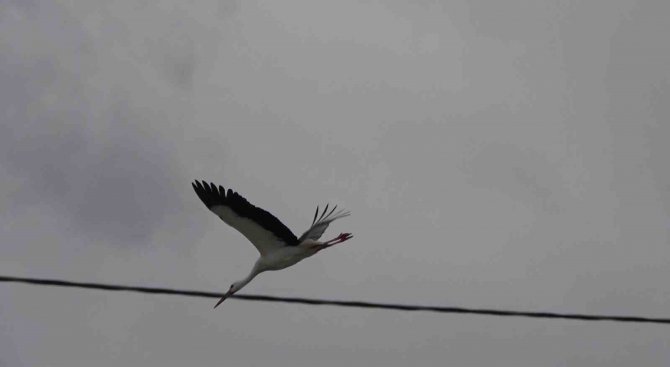 Leyleklerin Kafası Karıştı