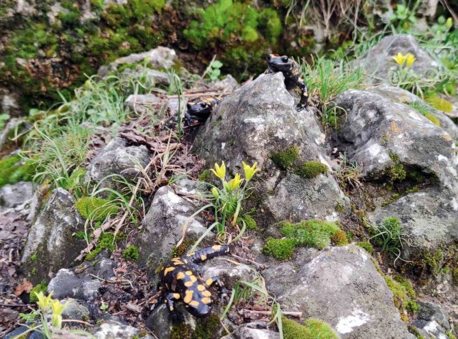 Yağmur Yağışlarıyla Birlikte "Doğanın Gizli Kahramanları" Böcekler İş Başı Yaptı